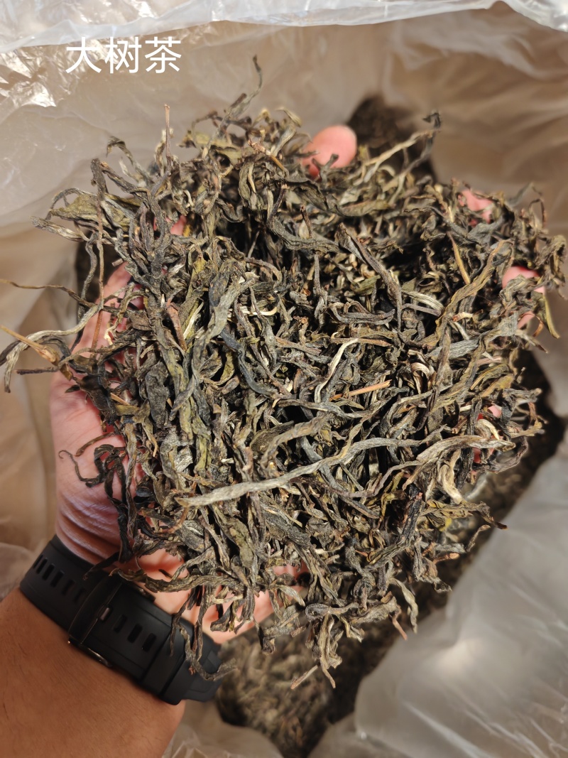 云南普洱，新六大茶山南峤茶山，茶香浓郁，茶味甘甜，果蜜香