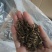 贵州绿茶