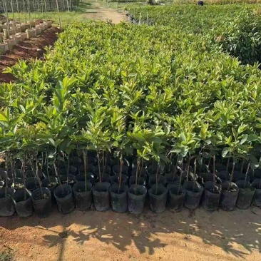 番石榴果苗1-5分，各种规格大量低价出售