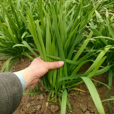 头刀露天红根韭菜，图片拍一个星期了现在没有黄尖