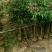 荔枝果苗1-12分，各种规格，大量低价出售