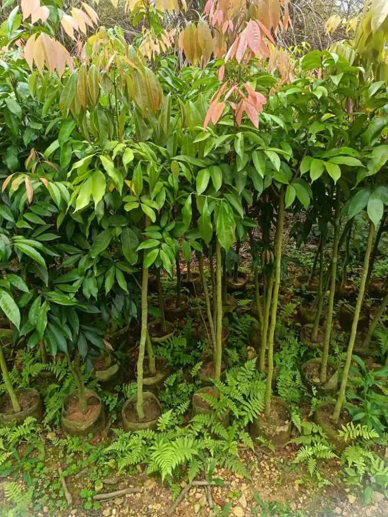 荔枝果苗30-200高，各种规格，大量低价出售