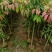 荔枝果苗30-200高，各种规格，大量低价出售