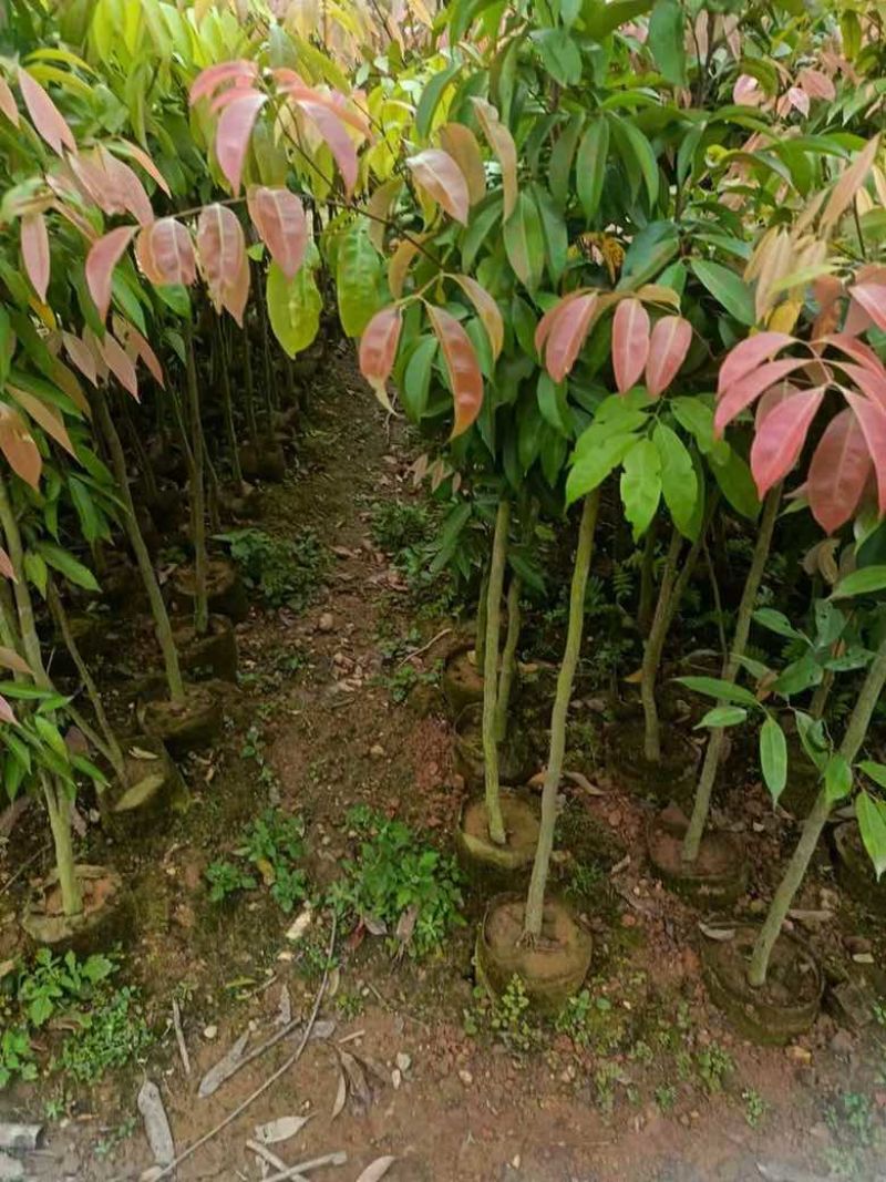 荔枝果苗30-200高，各种规格，大量低价出售