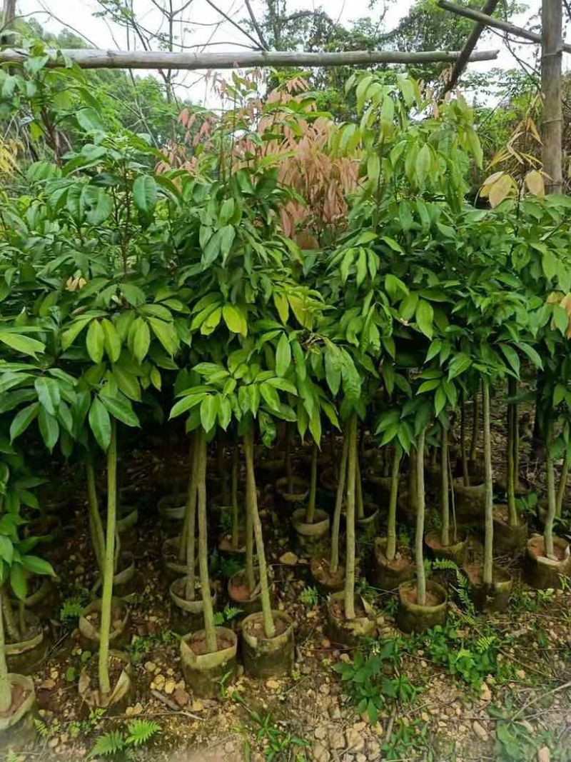 荔枝果苗30-200高，各种规格，大量低价出售