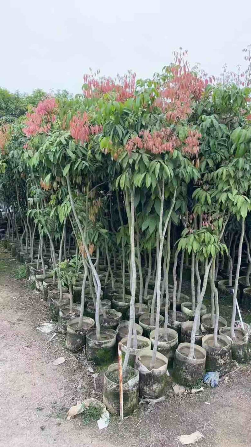 荔枝果苗30-200高，各种规格，大量低价出售