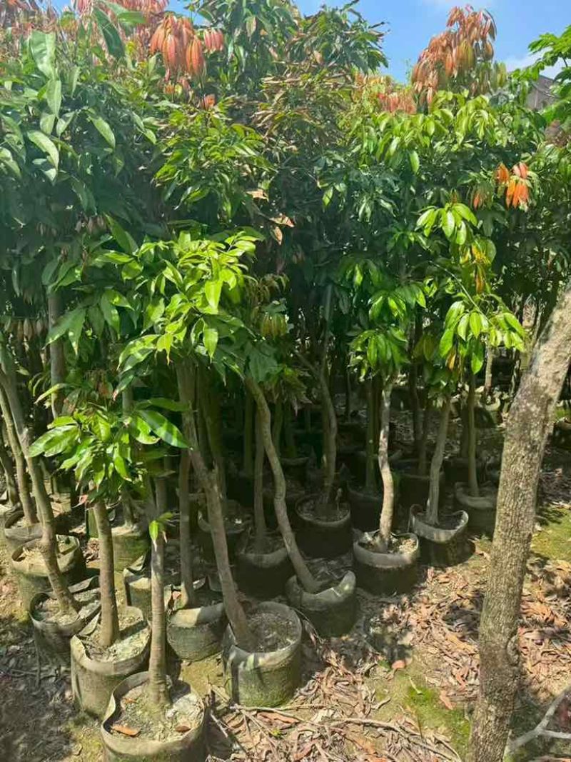 荔枝果苗30-200高，各种规格，大量低价出售
