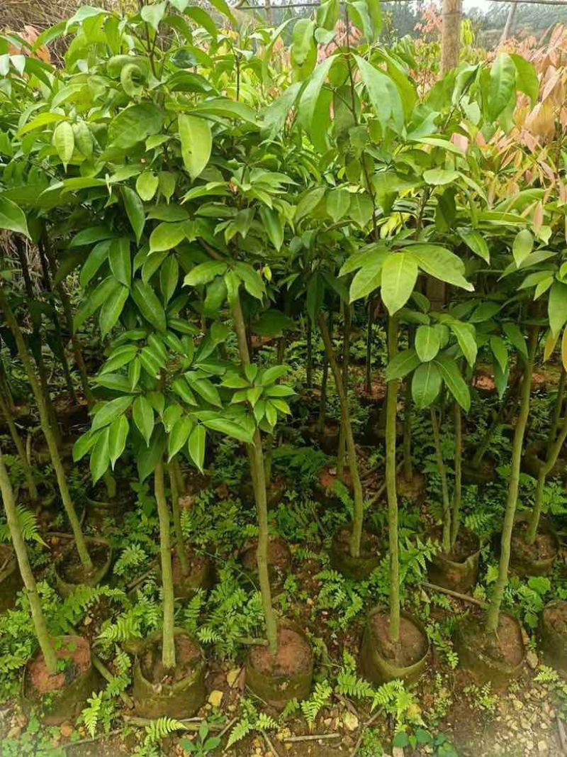 荔枝果苗30-200高，各种规格，大量低价出售