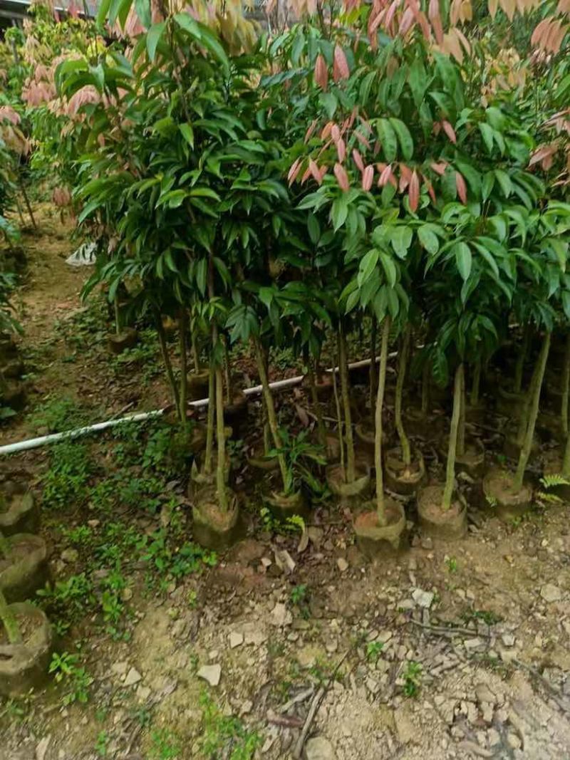 荔枝果苗30-200高，各种规格，大量低价出售
