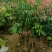 荔枝果苗30-200高，各种规格，大量低价出售