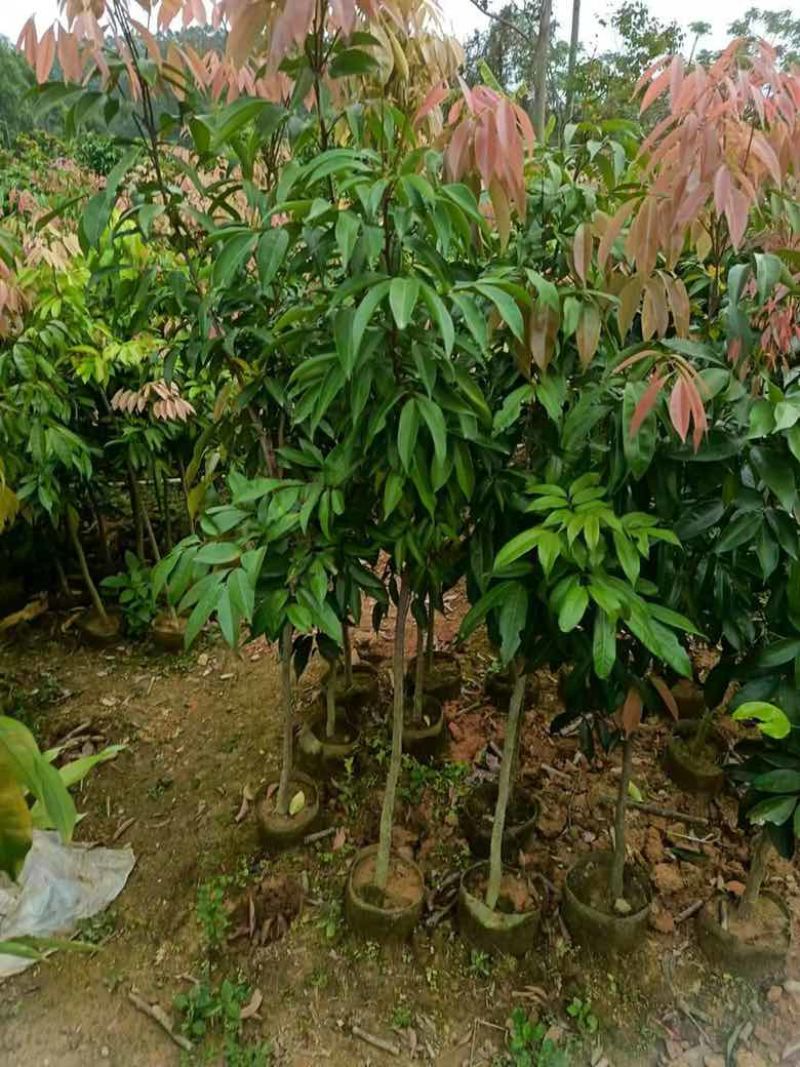 荔枝果苗30-200高，各种规格，大量低价出售