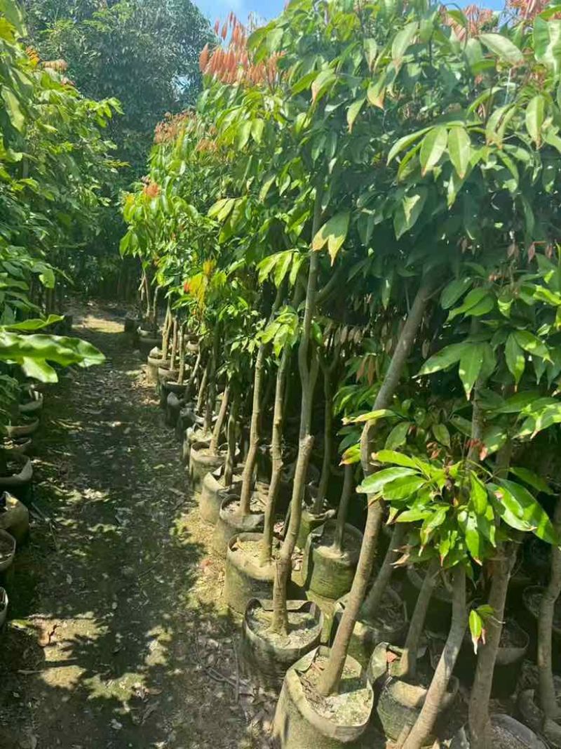 荔枝果苗30-200高，各种规格，大量低价出售
