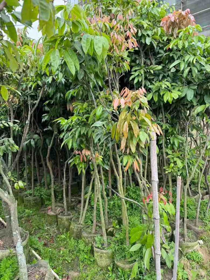 荔枝果苗30-200高，各种规格，大量低价出售