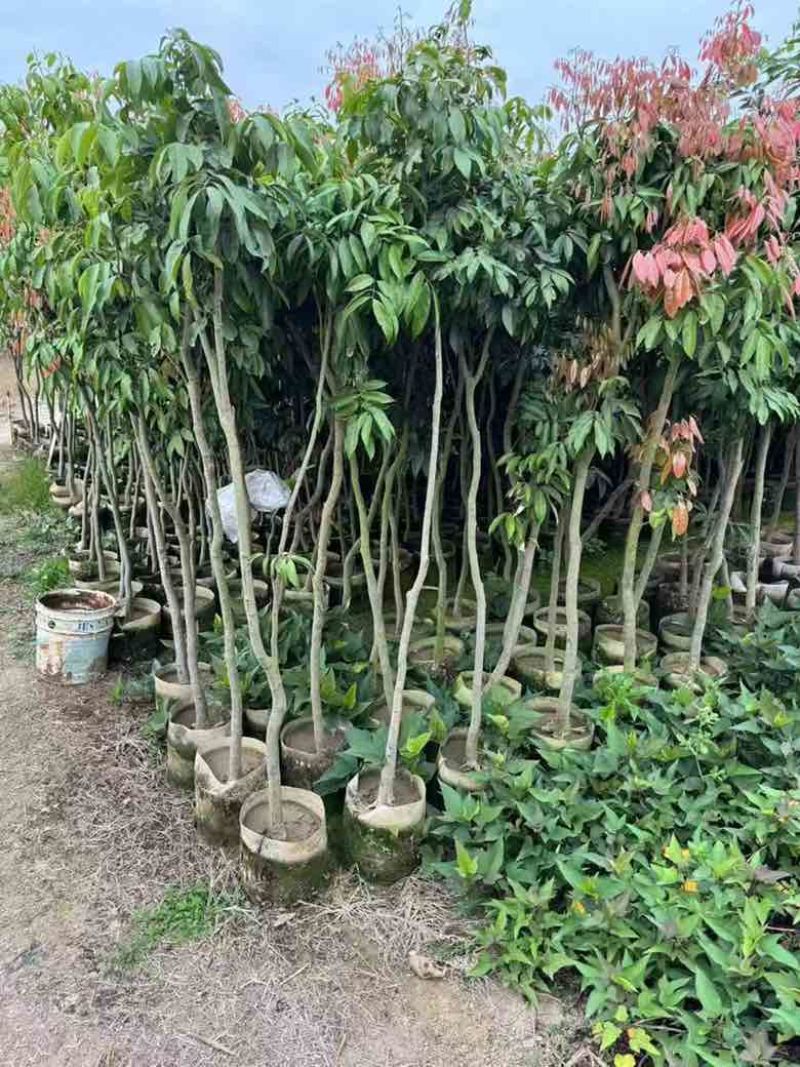 荔枝果苗30-200高，各种规格，大量低价出售