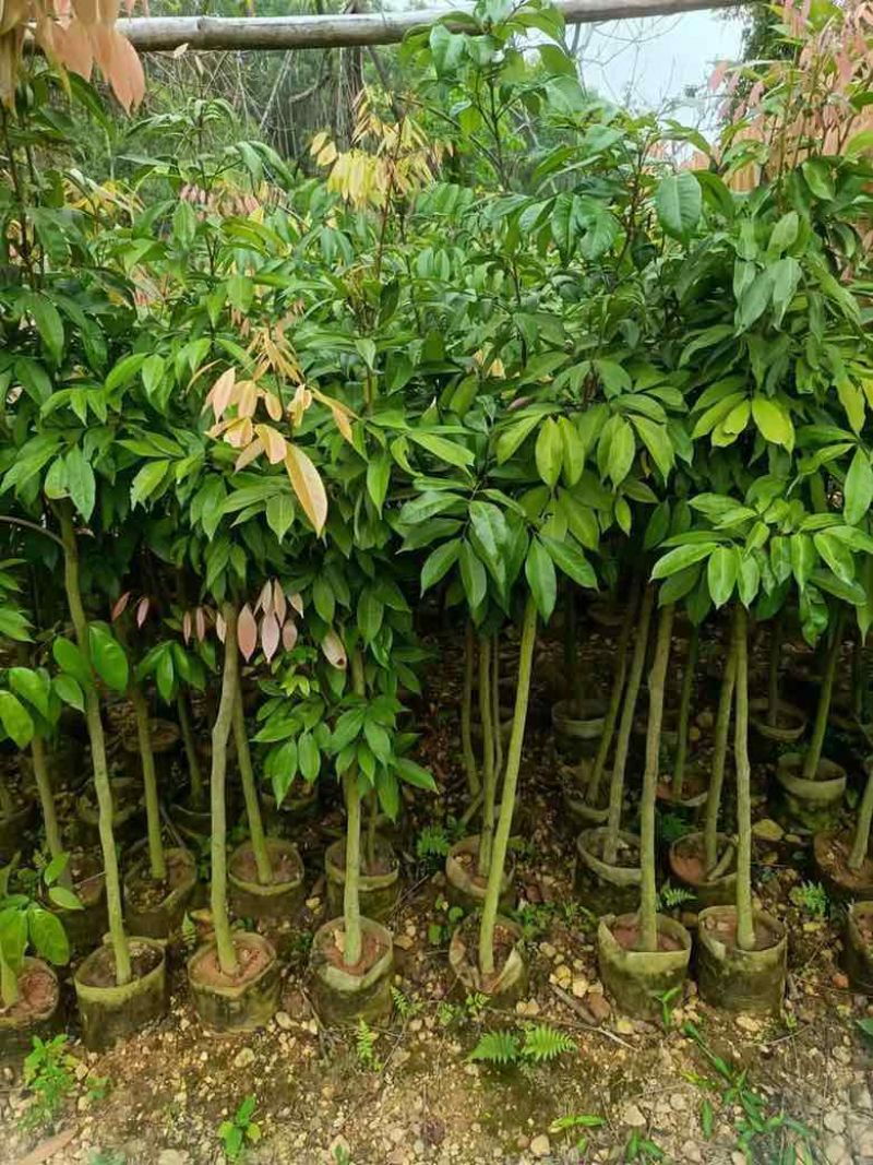 荔枝果苗30-200高，各种规格，大量低价出售