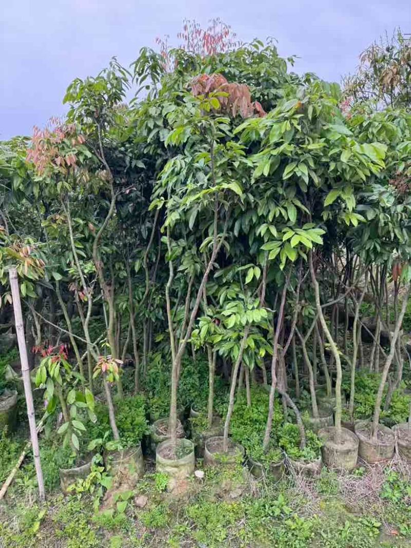 荔枝果苗30-200高，各种规格，大量低价出售
