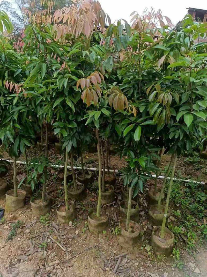 荔枝果苗30-200高，各种规格，大量低价出售