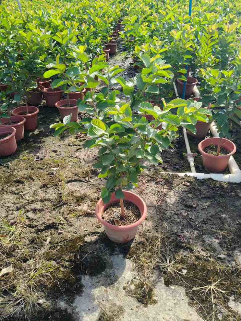 番石榴果苗1-12分，各种规格，大量低价出售