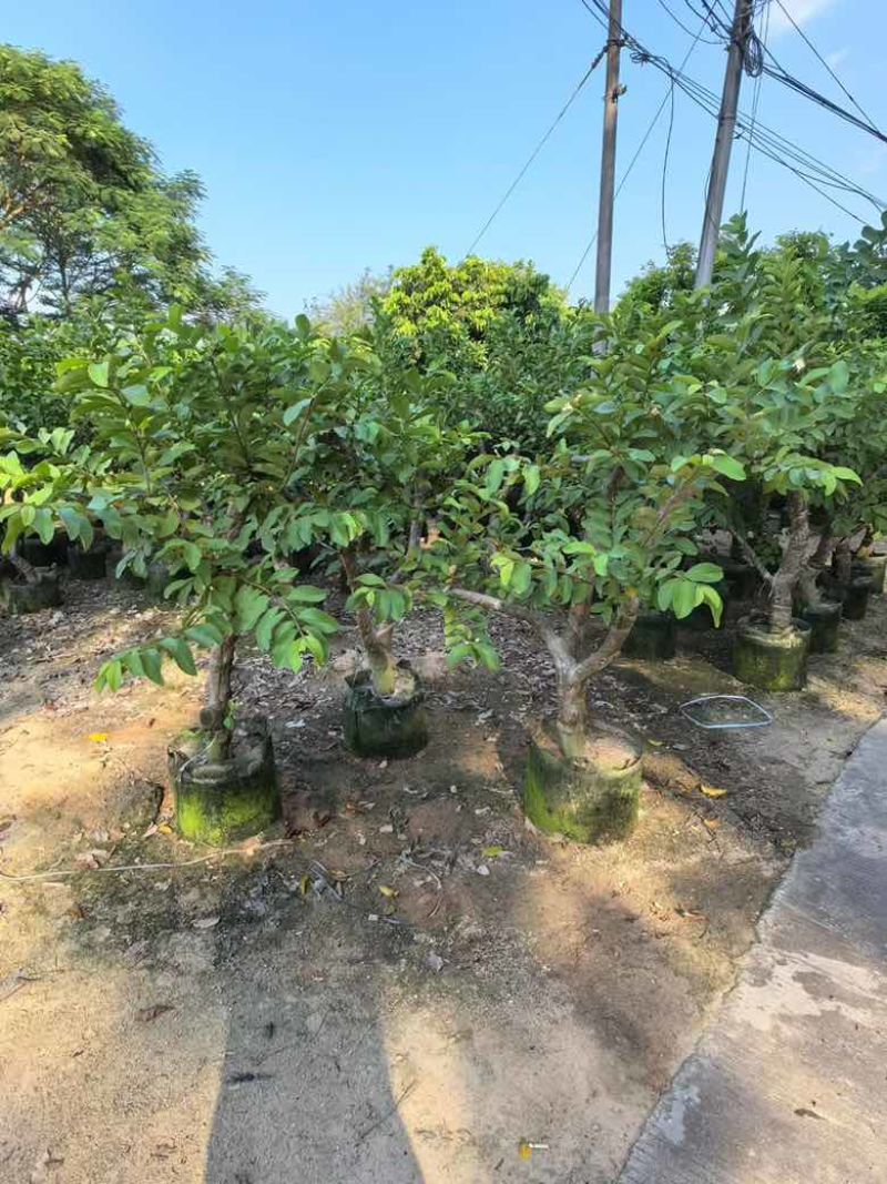 番石榴果苗1-12分，各种规格，大量低价出售