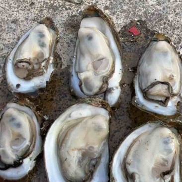 正宗北部湾海鲜钦州生蚝大蚝三墩生蚝海边发货