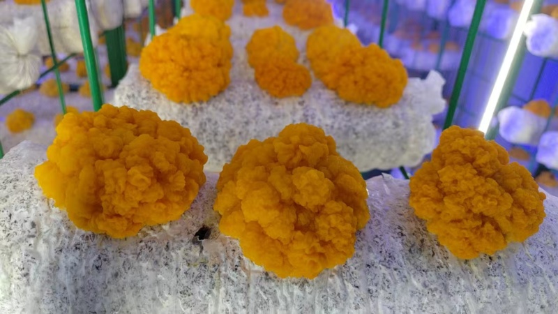 新鲜金耳菌