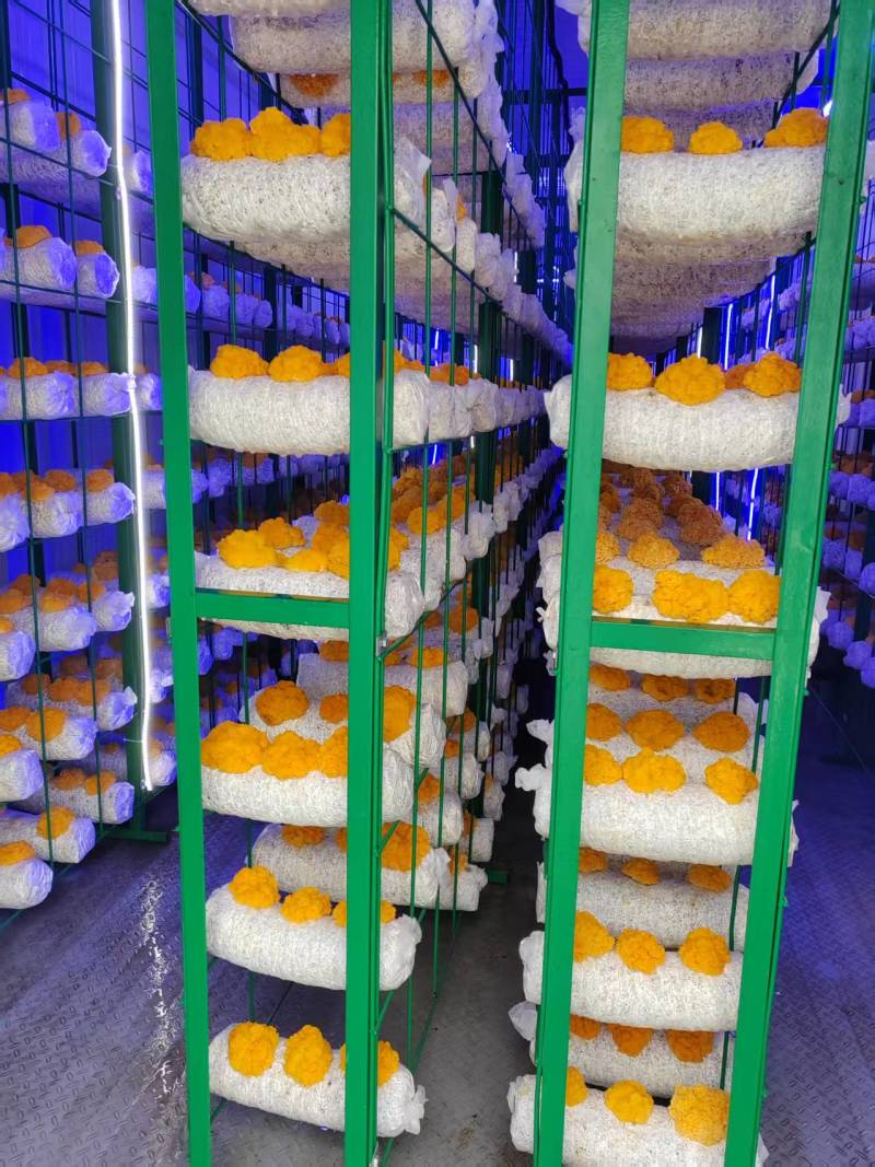 新鲜金耳菌