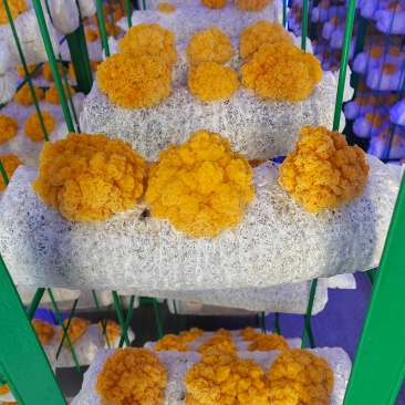 新鲜金耳菌