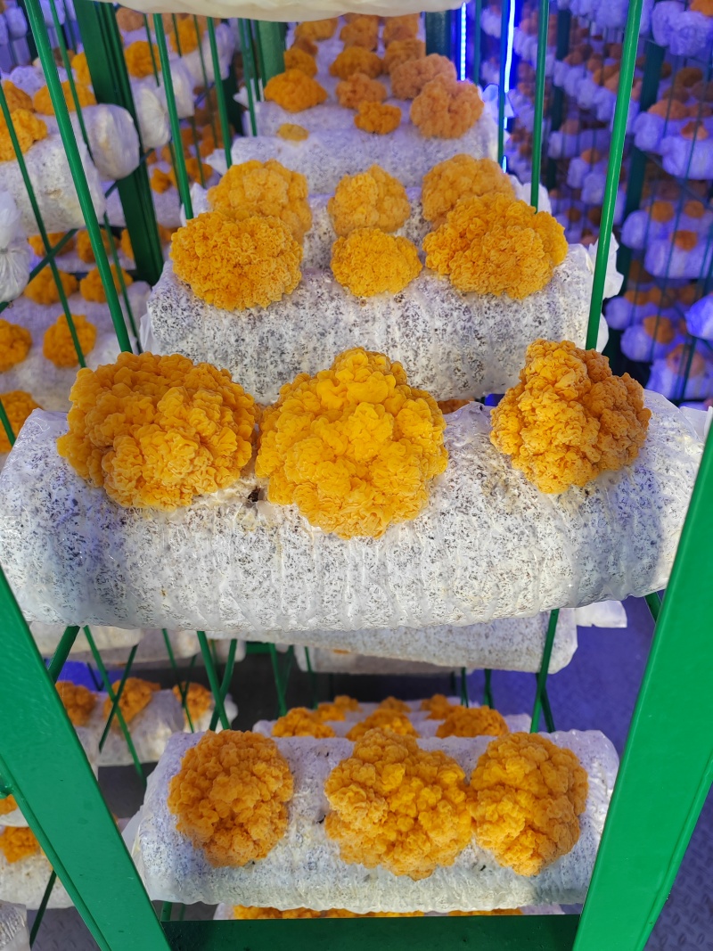 新鲜金耳菌