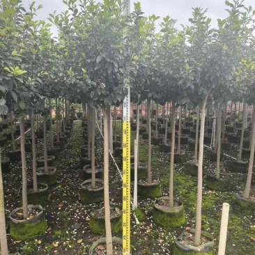 高杠含笑3-5分，各种规格，大量低价出售