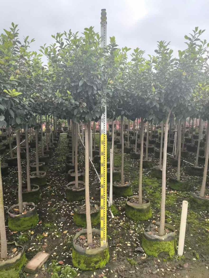 高杠含笑3-5分，各种规格，大量低价出售