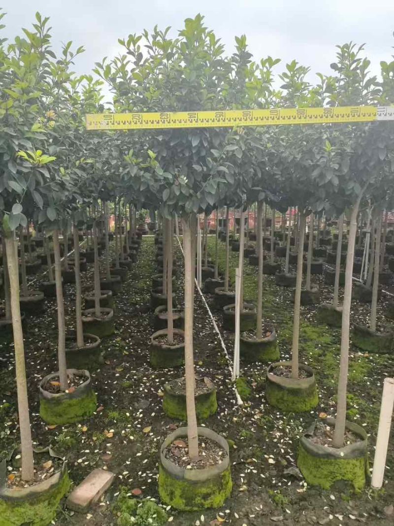 高杠含笑3-5分，各种规格，大量低价出售