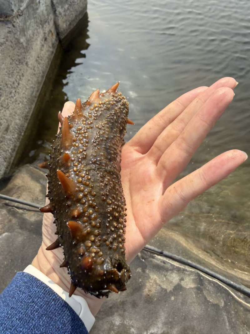 活海参