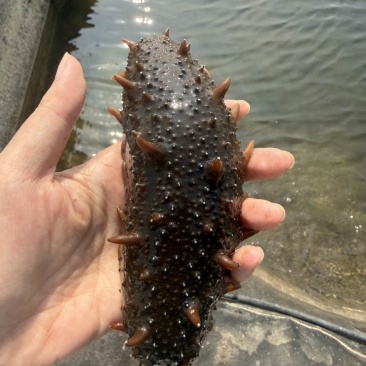 活海参