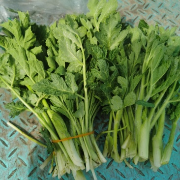 黑瞎芹