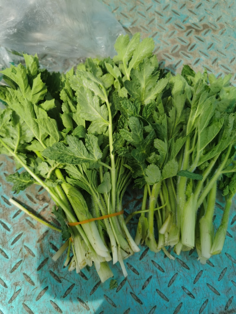 黑瞎芹
