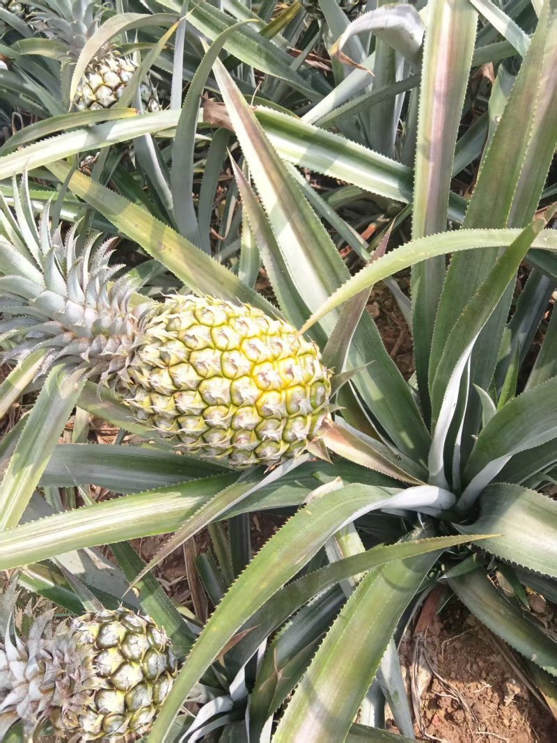 云南香水菠萝