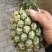 云南香水菠萝