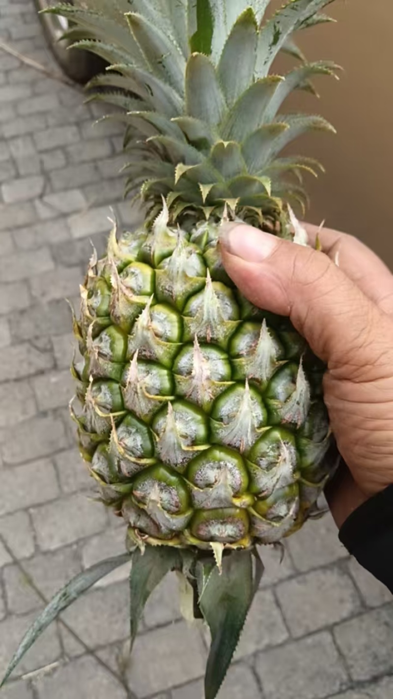 云南香水菠萝