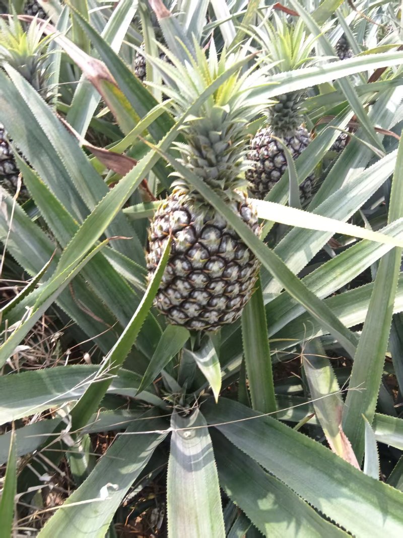云南香水菠萝