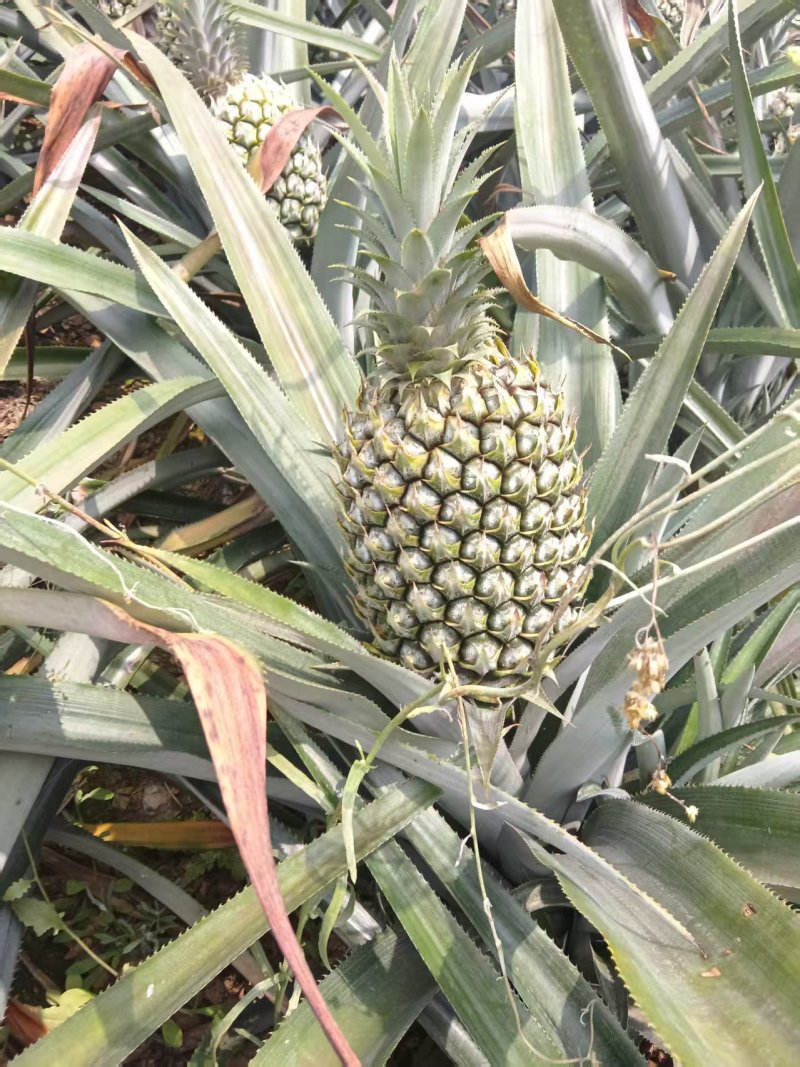 云南香水菠萝