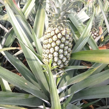 云南香水菠萝