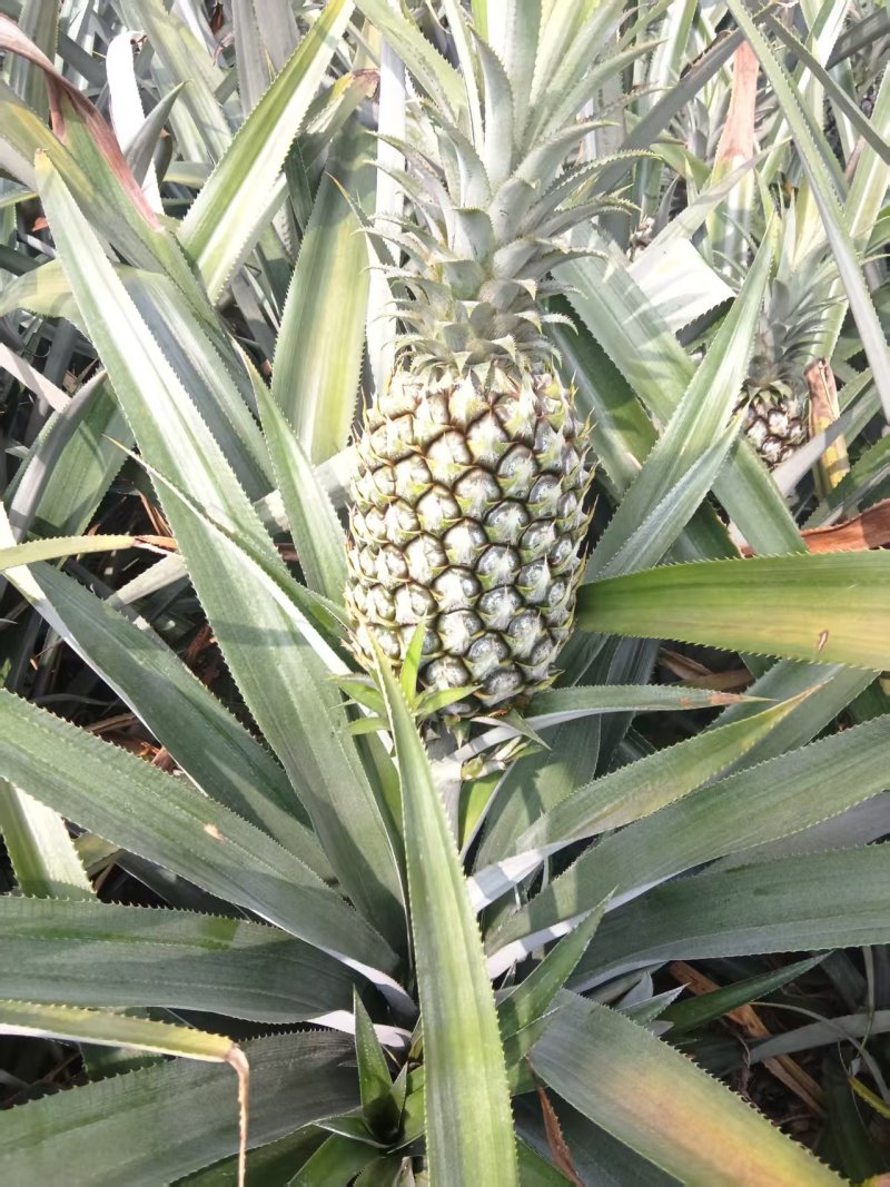 云南香水菠萝