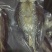 精品鲮鱼干