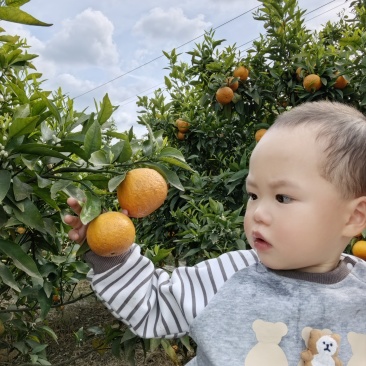 内江资中沃柑