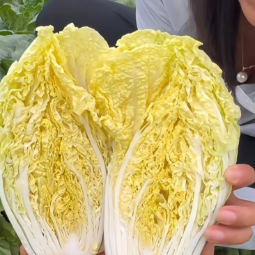 产地直销，物美价廉，量大从优，欢迎来电