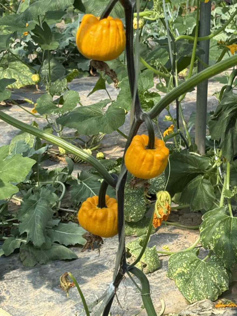墨西哥葫芦