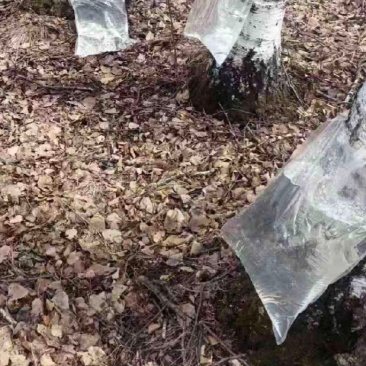 源头采摘桦树汁原料