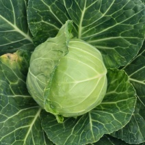云南小铁头包菜