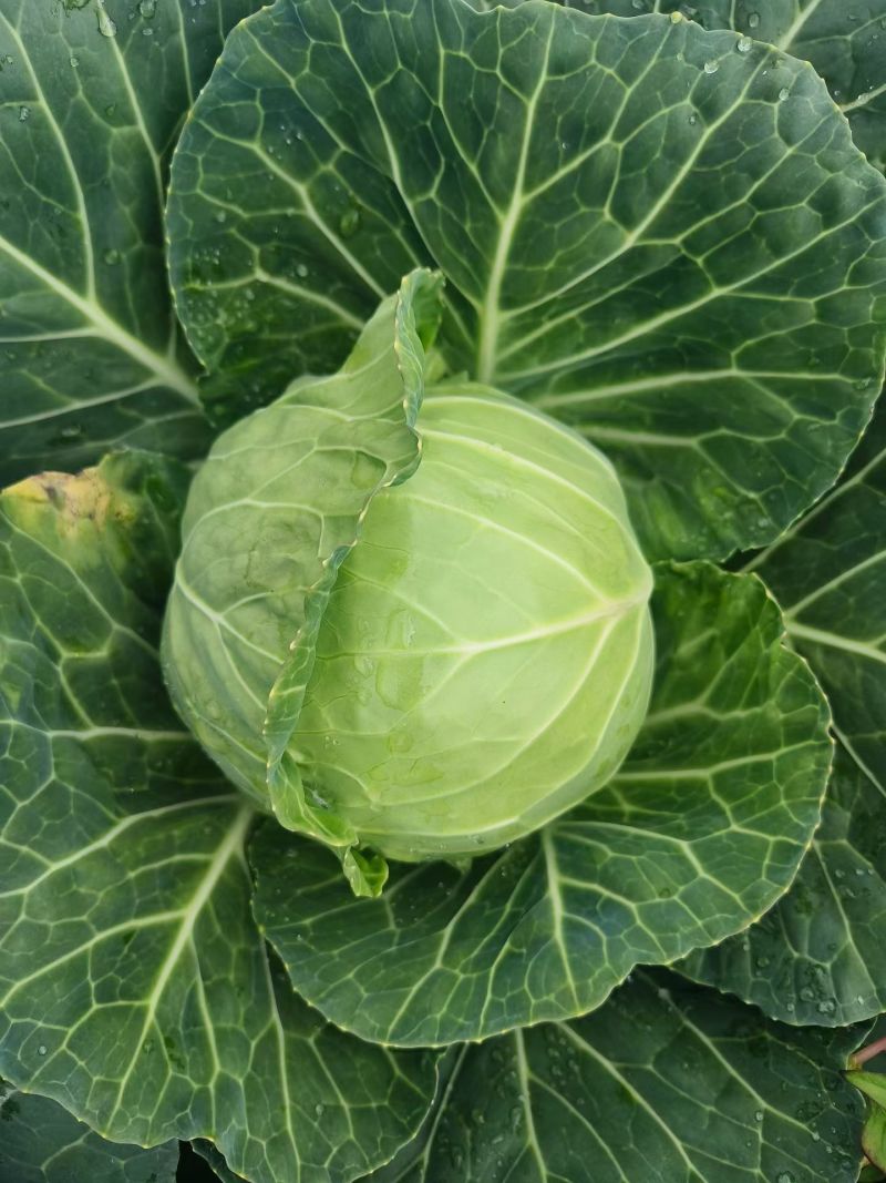 云南小铁头包菜