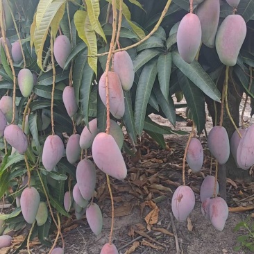 贵妃芒